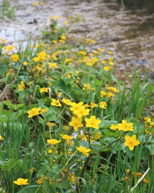 Caltha palustris, Sumpfdotterblume