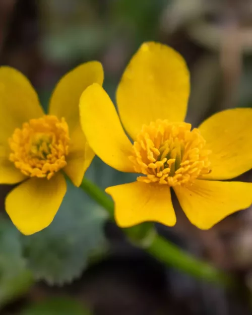 Caltha palustris, Sumpfdotterblume