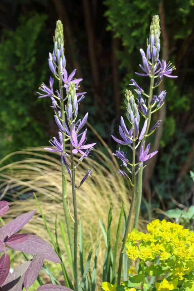 Camassia leichtlinii, Prärielilie