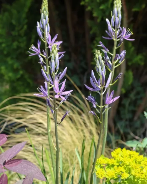 Camassia leichtlinii, Prärielilie