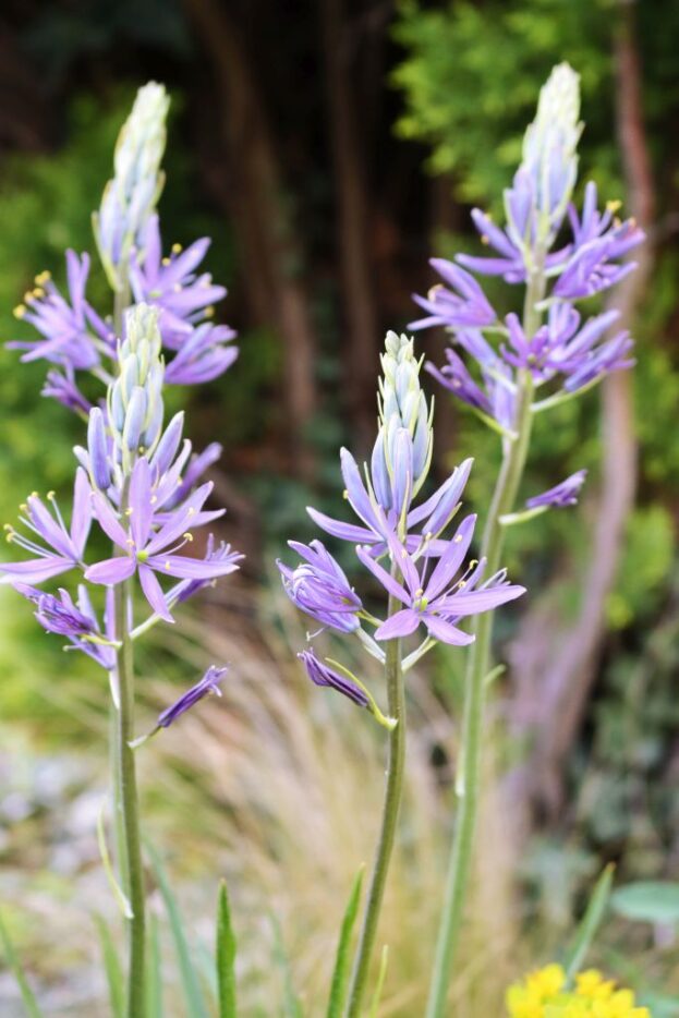 Camassia leichtlinii, Prärielilie