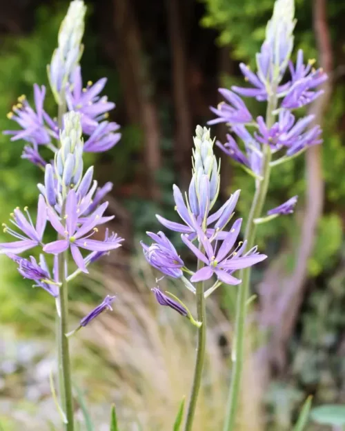 Camassia leichtlinii, Prärielilie