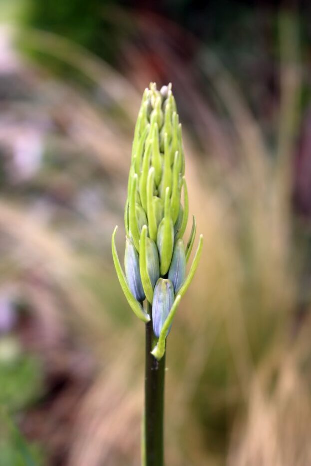 Camassia leichtlinii, Prärielilie