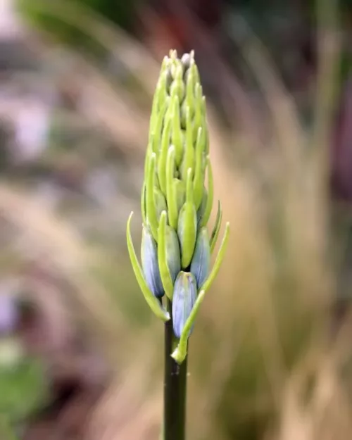 Camassia leichtlinii, Prärielilie