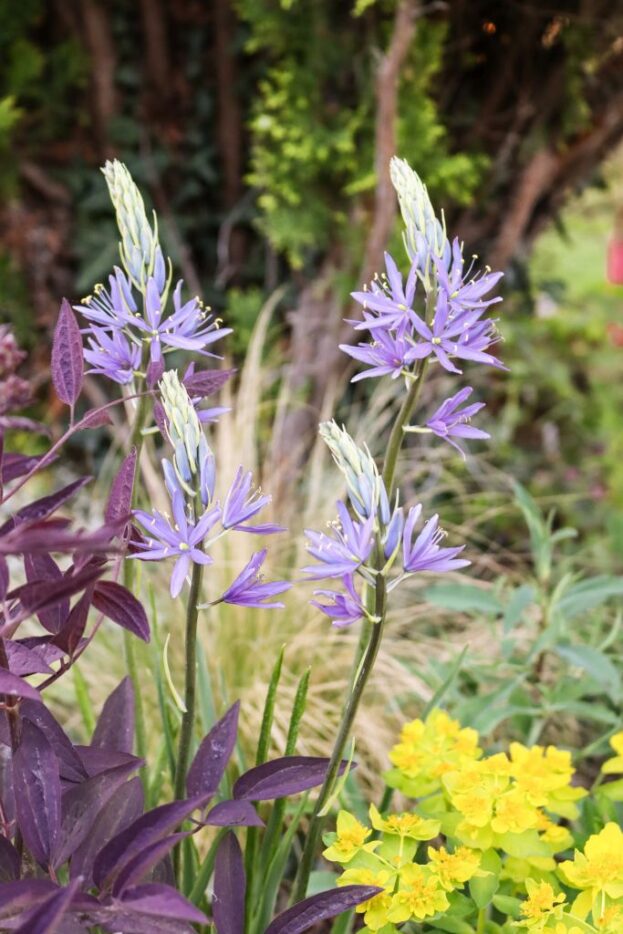 Camassia leichtlinii, Prärielilie