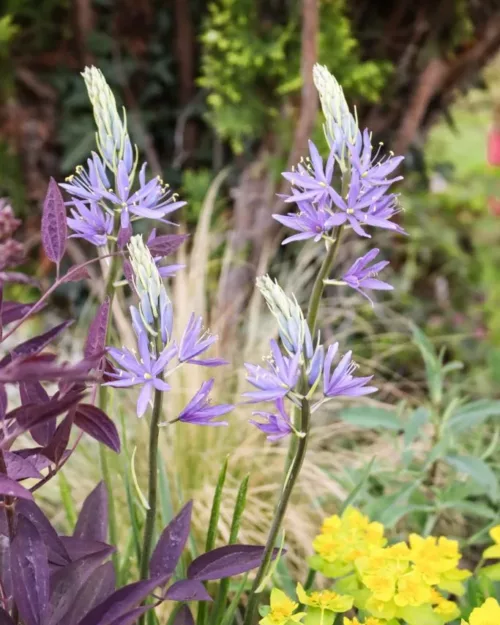 Camassia leichtlinii, Prärielilie