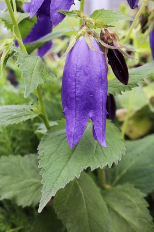 Campanula 'Sarastro' - Glockenblume