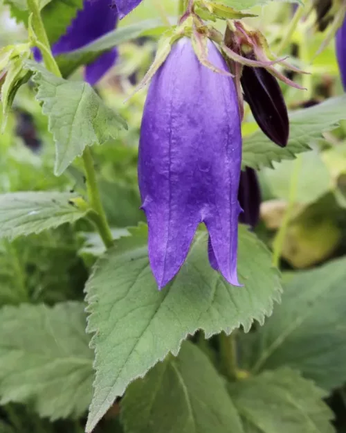 Campanula 'Sarastro' - Glockenblume