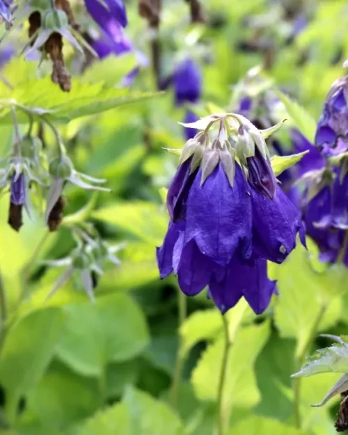 Campanula 'Sarastro' - Glockenblume