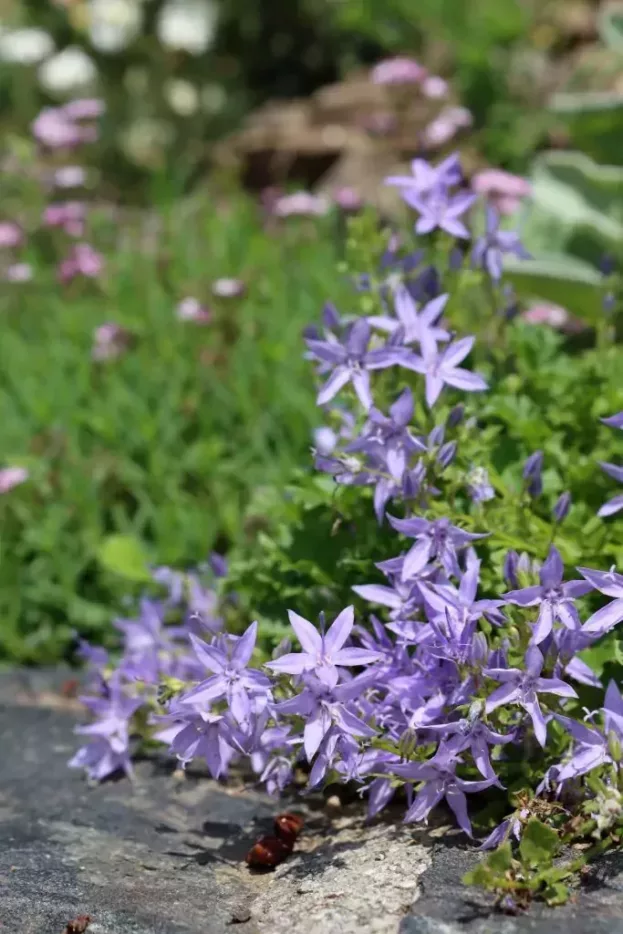 Campanula garganica, Sternpolster-Glockenblume