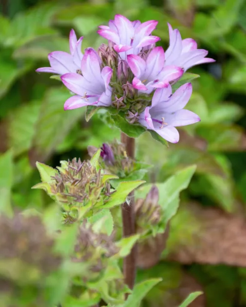 Campanula glomerata 'Caroline' - Knäuel-Glockenblume