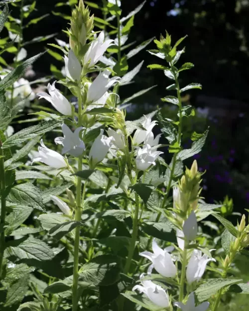 Campanula latifolia var. macrantha 'Alba' - Wald-Glockenblume