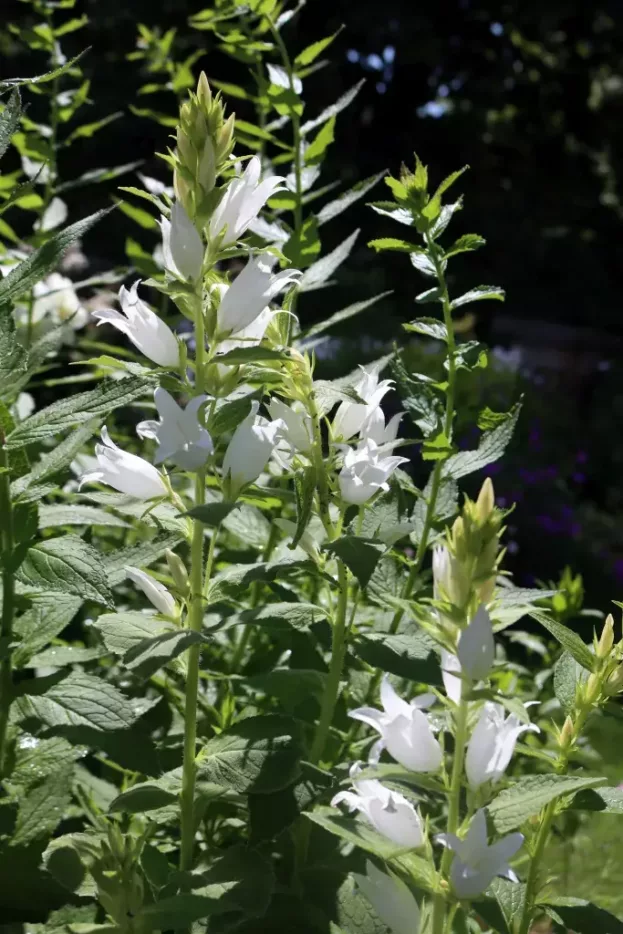 Campanula latifolia var. macrantha 'Alba' - Wald-Glockenblume