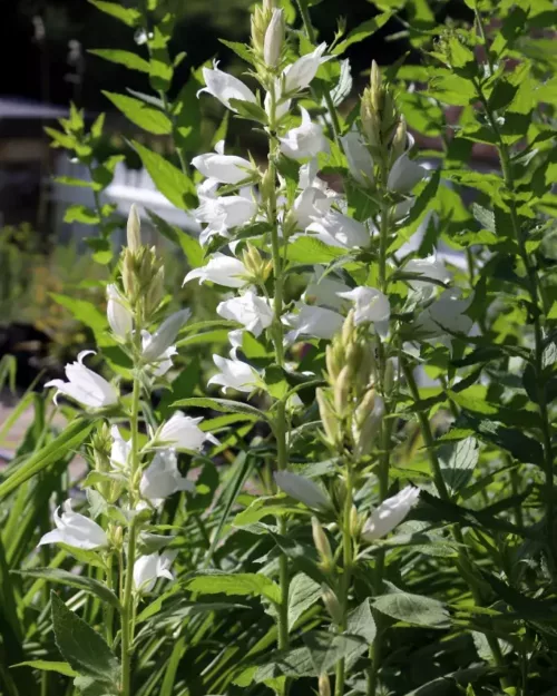 Campanula latifolia var. macrantha 'Alba' - Wald-Glockenblume