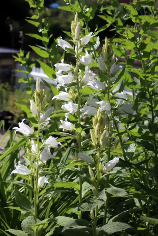 Campanula latifolia var. macrantha 'Alba' - Wald-Glockenblume