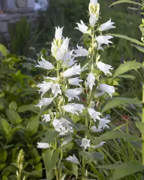 Campanula latifolia var. macrantha 'Alba' - Wald-Glockenblume