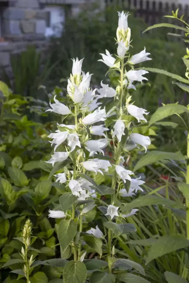 Campanula latifolia var. macrantha 'Alba' - Wald-Glockenblume