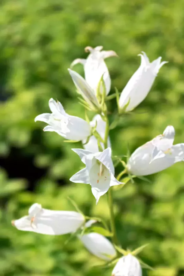 Campanula macrantha 'Alba', Weiße Waldglockenblume