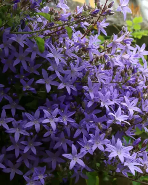 Campanula poscharskyana, Hängepolster-Glockenblume