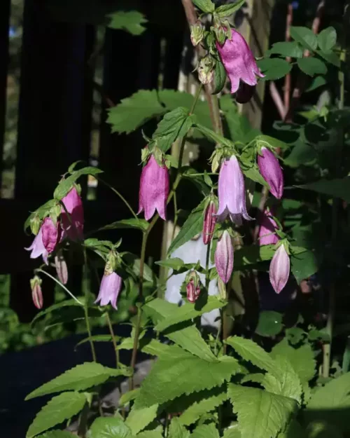 Campanula punctata 'Rubriflora', Gepunktete Glockenblume