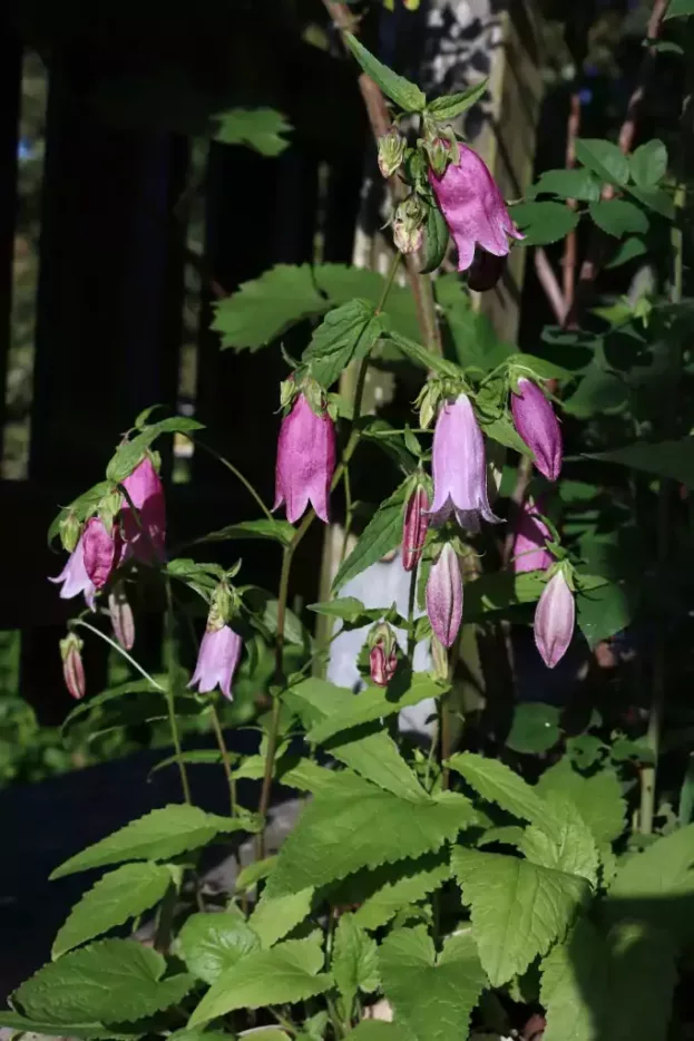 Campanula punctata 'Rubriflora', Gepunktete Glockenblume