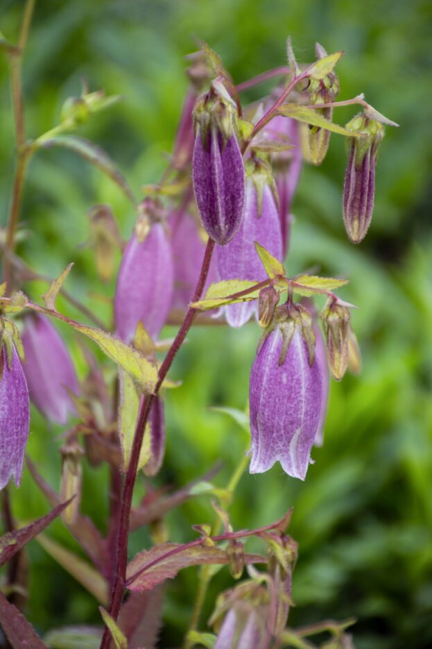 Campanula punctata 'Rubriflora', Gepunktete Glockenblume