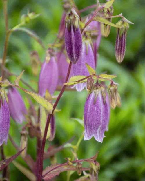 Campanula punctata 'Rubriflora', Gepunktete Glockenblume