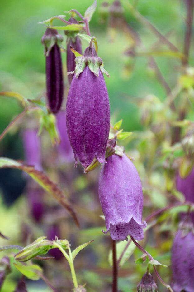 Campanula punctata 'Rubriflora', Gepunktete Glockenblume