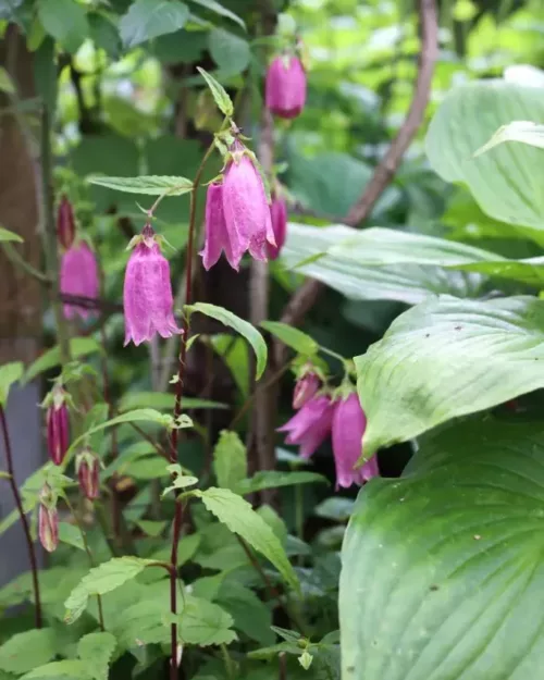 Campanula punctata 'Rubriflora', Gepunktete Glockenblume