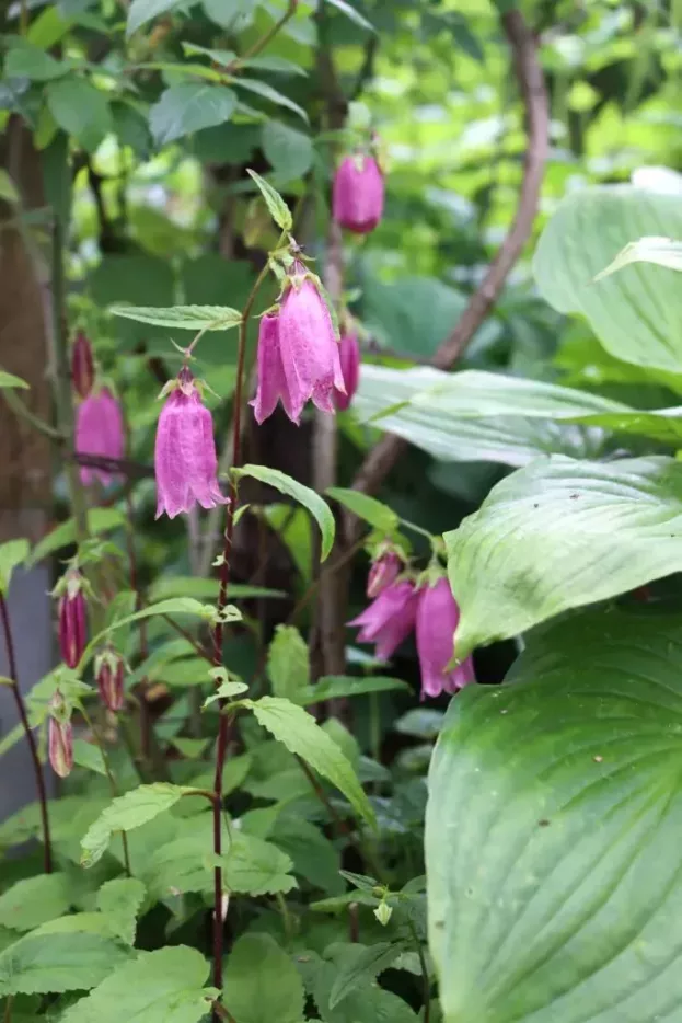 Campanula punctata 'Rubriflora', Gepunktete Glockenblume