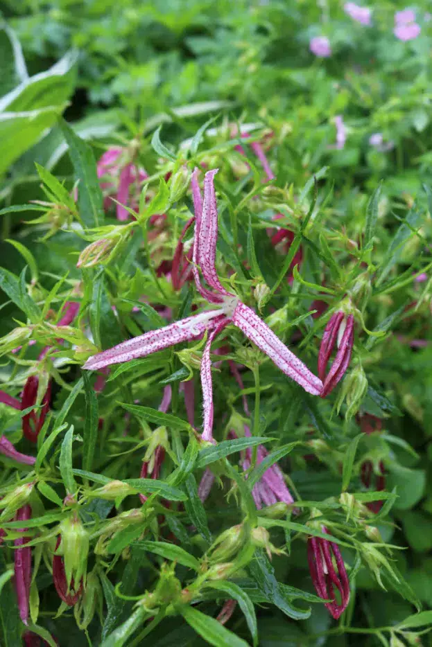 Campanula takesimana 'Pink Octopus' - Korea-Glockenblume
