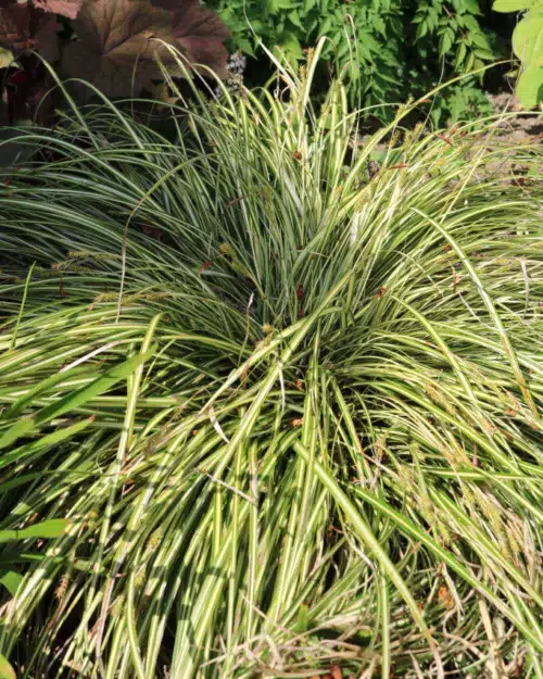 Carex Evergold - Japanische Gold-Segge