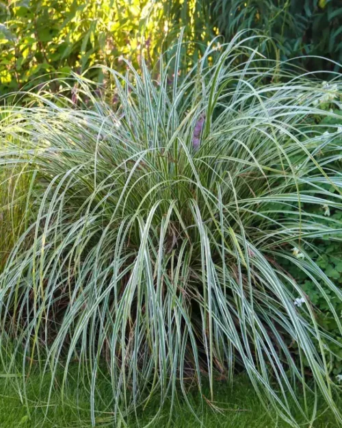 Carex 'Feather Falls', Buntlaubige Segge