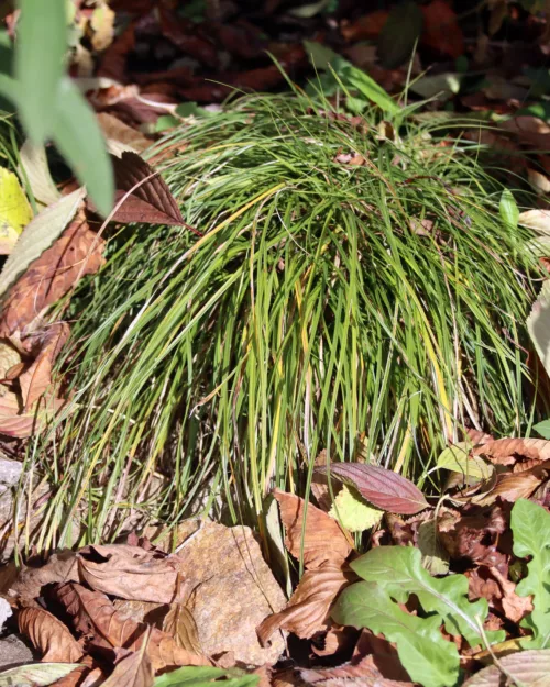 Carex caryophyllea 'The Beatles', Schattensegge