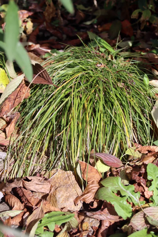 Carex caryophyllea 'The Beatles', Schattensegge