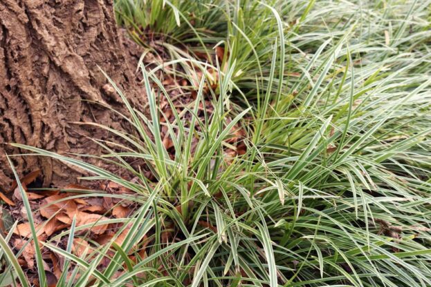 Carex morrowii 'Variegata', Japanische Segge