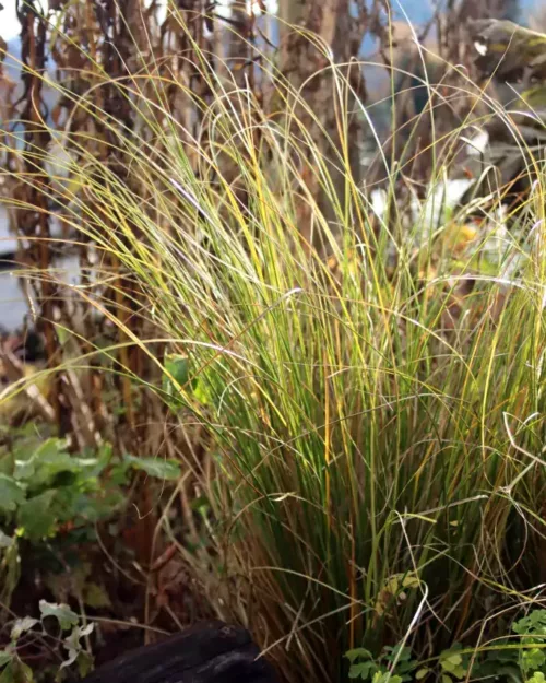 Carex testacea 'Prairie Fire', Neuseeland-Segge