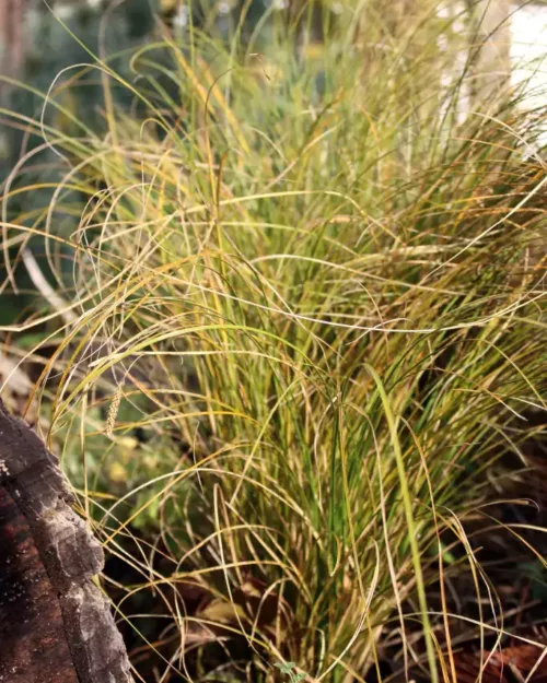 Carex testacea 'Prairie Fire', Neuseeland-Segge