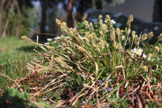 Carex umbrosa, Schatten-Segge