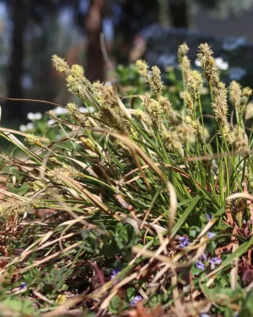 Carex umbrosa, Schatten-Segge