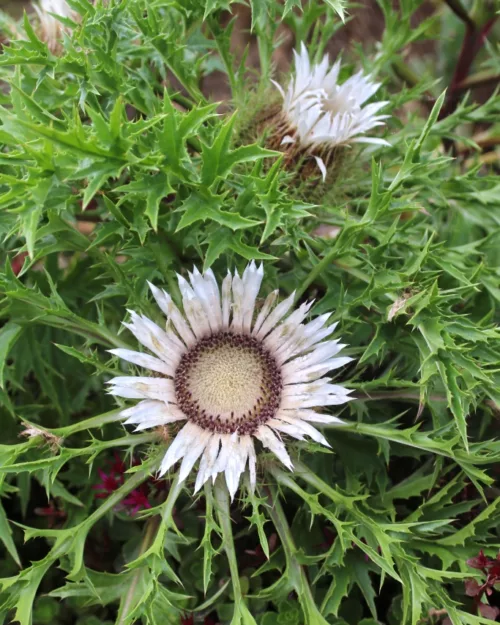 Carlina acaulis, Silberdistel