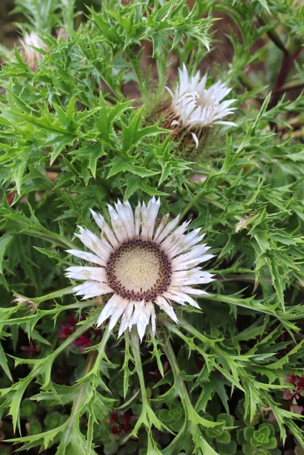 Carlina acaulis, Silberdistel