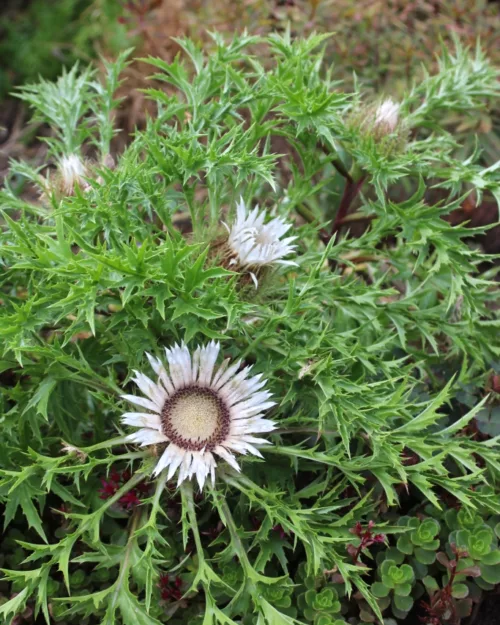 Carlina acaulis, Silberdistel