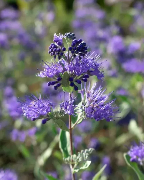 Caryopteris 'Heavenly Blue', Bartblume