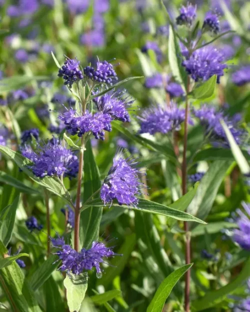 Caryopteris 'Heavenly Blue', Bartblume