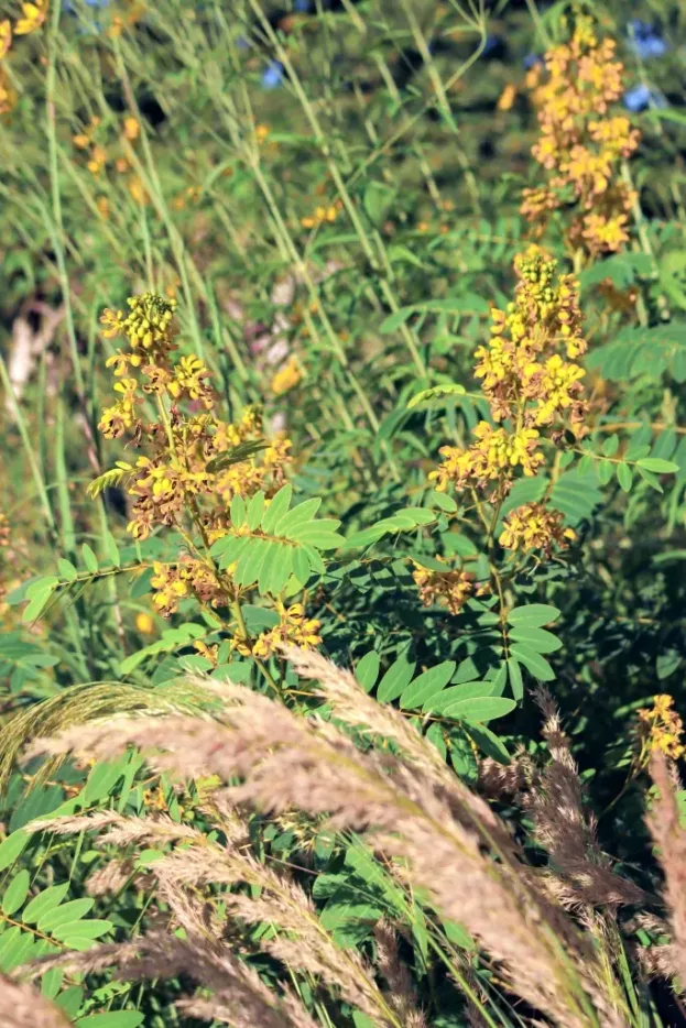 Cassia hebecarpa, Gewürzrinde