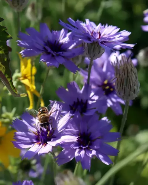 Catananche caerulea - Rasselblume