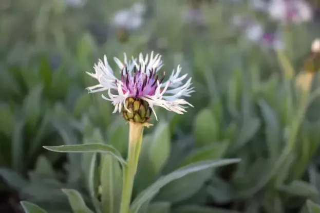 Centaurea 'Amethyst in Snow', Berg-Flockenblume