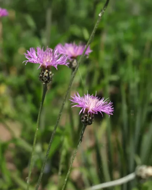 Centaurea bella, Schöne Flockenblume