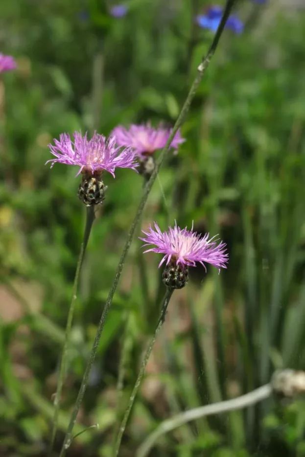 Centaurea bella, Schöne Flockenblume